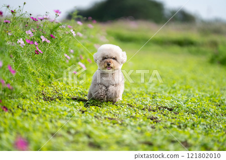 玩具貴賓犬奔跑 玩具貴賓犬奔跑 121802010