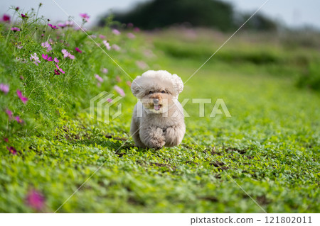 玩具貴賓犬奔跑 121802011