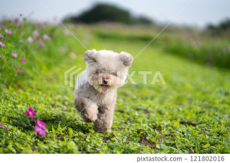 玩具貴賓犬奔跑 121802016