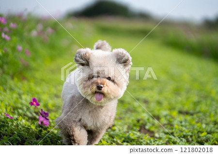 Running Toy Poodle 121802018