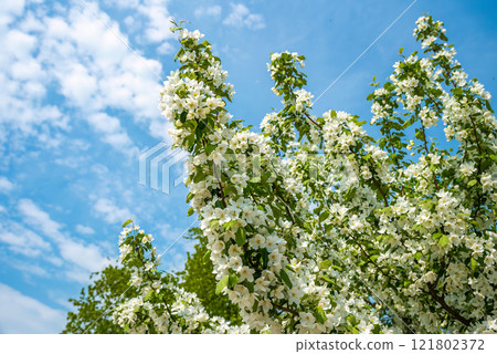 Flowering apple tree branches with fragrant white blossoms against a bright blue spring sky. Perfect as a nature background or postcard with copy space 121802372