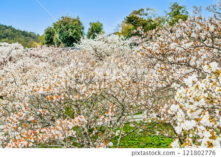 Kyoto Ninnaji Temple Omurozakura 121802776