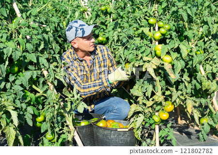 Skilled farmer harvesting unripe tomatoes on farm field 121802782