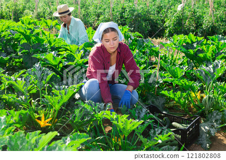Two women harvesting marrows Two women harvesting marrows 121802808