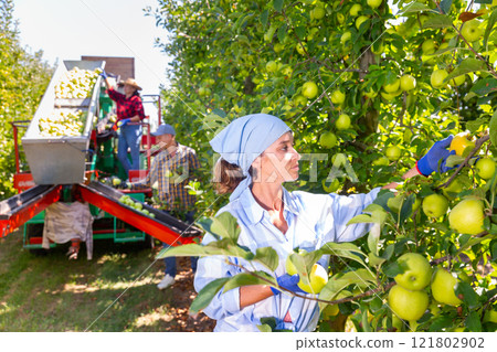 Woman harvesting apples in plantation 121802902