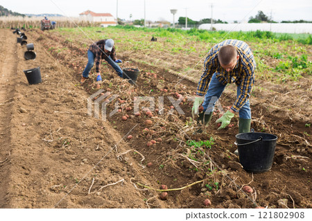 Man harvesting potatoes on a farm 121802908