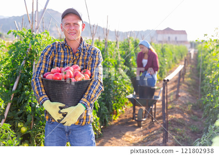 Happy farmer holding bucket with ripe pink tomatoes on vegetable plantation Happy farmer holding bucket with ripe pink tomatoes on vegetable plantation 121802938
