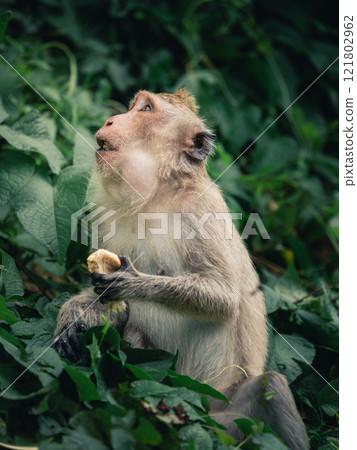 Monkey sits among green foliage, enjoying a snack in a natural habitat in the afternoon sunlight Monkey sits among green foliage, enjoying a snack in a natural habitat in the afternoon sunlight 121802962