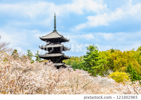 京都仁和寺，透過大室櫻花看到的五層寶塔 121802965