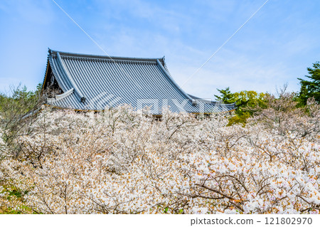 Kyoto Ninnaji Temple Omurozakura Kyoto Ninnaji Temple Omurozakura 121802970