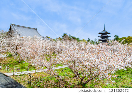 京都仁和寺，透過大室櫻花看到的五層寶塔 121802972