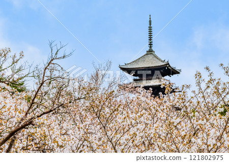 京都仁和寺,透過大室櫻花看到的五層寶塔 京都仁和寺,透過大室櫻花看到的五層寶塔 121802975