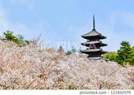 Kyoto Ninnaji Temple: Five-story pagoda seen through the Omuro cherry blossoms 121802976