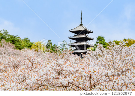 Kyoto Ninnaji Temple: Five-story pagoda seen through the Omuro cherry blossoms 121802977