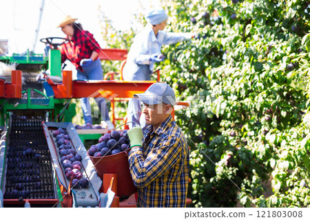 Farm worker picking plums on harvesting platform in garden 121803008