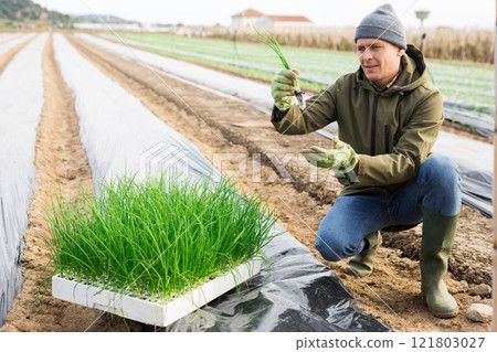 Man farmer planting green onions in garden Man farmer planting green onions in garden 121803027