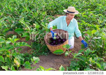 Woman harvesting eggplants 121803118