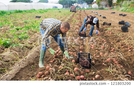 Caucasian man collecting potatoes on field 121803200