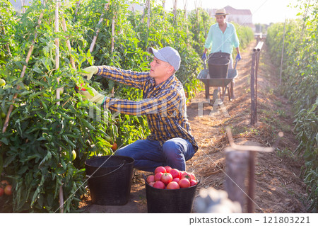 Male farmer harvests ripe tomatoes by putting them in a bucket Male farmer harvests ripe tomatoes by putting them in a bucket 121803221