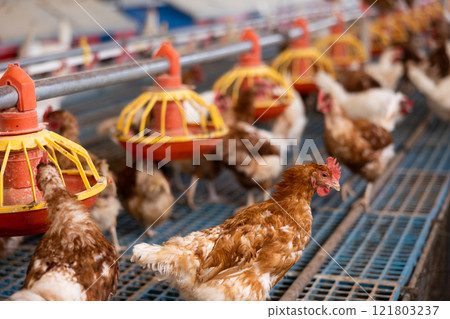 chicken farm 121803237