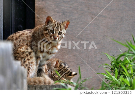 Tsushima wildcat sitting and looking at you 121803335
