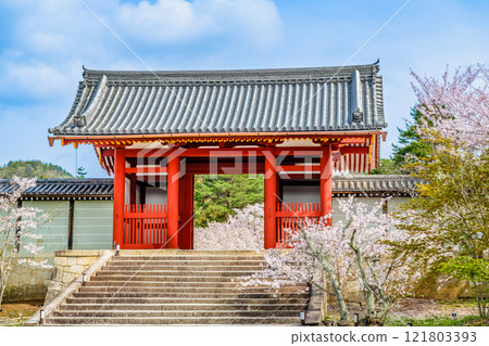 Cherry blossoms blooming at Ninnaji Temple's inner gate in Kyoto 121803393