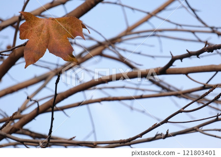 冬天留在樹枝上的枯葉 121803401