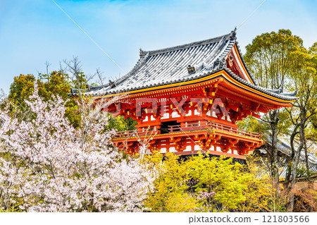 櫻花盛開的京都仁和寺鐘樓 櫻花盛開的京都仁和寺鐘樓 121803566