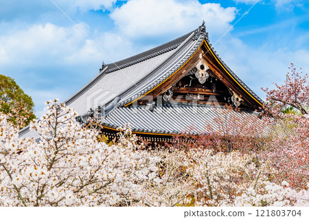 Cherry blossoms blooming at Ninnaji Temple Kannon Hall in Kyoto 121803704