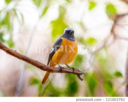 Male Daurian Redstart, Jobio, perches on a branch Male Daurian Redstart, Jobio, perches on a branch 121803762