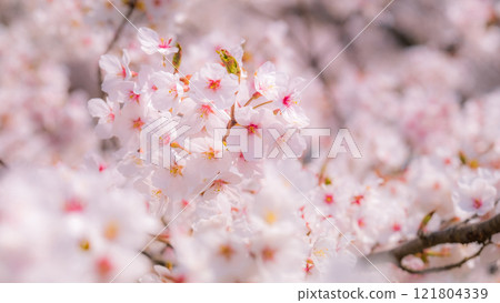 櫻花(柔焦) 櫻花(柔焦) 121804339