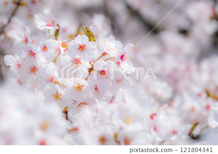 Cherry blossoms (soft focus) 121804341