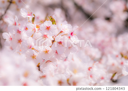 Cherry blossoms (soft focus) 121804343