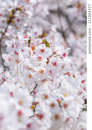 Cherry Blossoms Cherry Blossoms 121804357