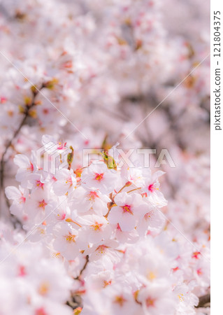 櫻花(柔焦) 櫻花(柔焦) 121804375