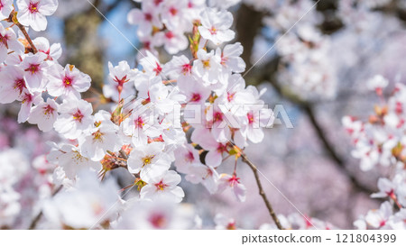 Cherry Blossoms	 121804399