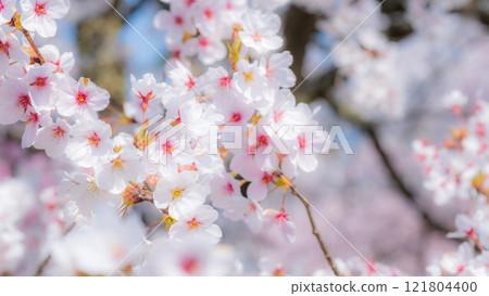 Cherry blossoms (soft focus) 121804400