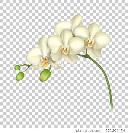 White orchid realistic transparent background White orchid realistic transparent background 121804454