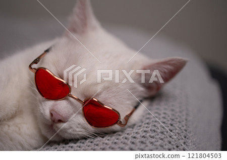 Charming Chic White Cat Peacefully Napping While Wearing HeartShaped Sunglasses Charming Chic White Cat Peacefully Napping While Wearing HeartShaped Sunglasses 121804503