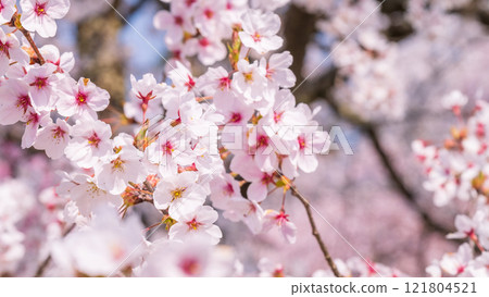 Cherry Blossoms	 Cherry Blossoms	 121804521
