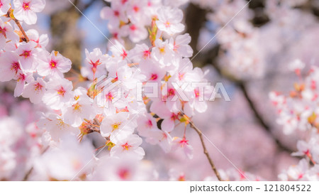 櫻花(柔焦) 櫻花(柔焦) 121804522