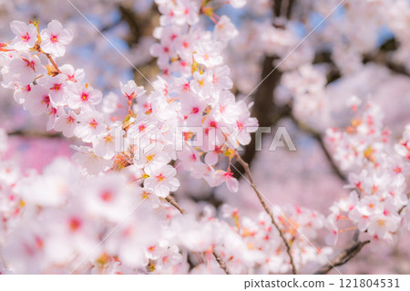 櫻花(柔焦) 櫻花(柔焦) 121804531
