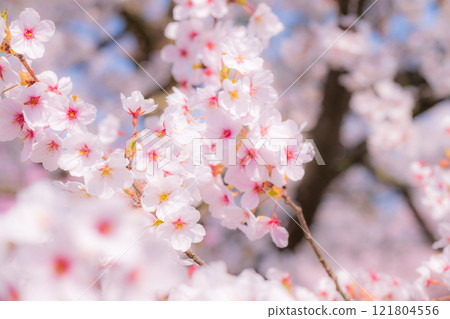Cherry blossoms (soft focus) 121804556
