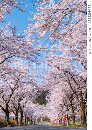 Cherry blossoms at Muramatsu park Cherry blossoms at Muramatsu park 121804678