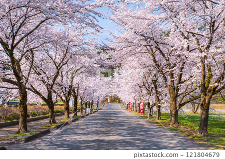 Cherry blossoms at Muramatsu park 121804679