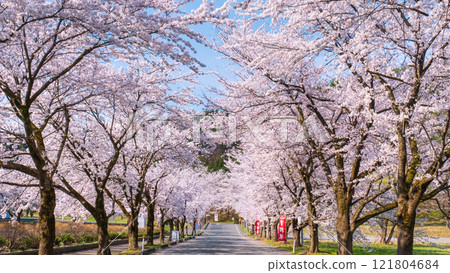 Muramatsu公園的櫻花 Muramatsu公園的櫻花 121804684