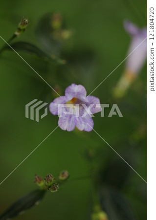 花 121804720