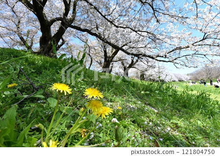 Cherry blossoms and dandelions at Sewari Embankment in Yawata Cherry blossoms and dandelions at Sewari Embankment in Yawata 121804750
