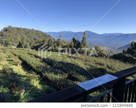 Tea fields seen from Maoyu Mountain Trail, Sun Moon Lake, Yuchi Township, Taiwan 121804980