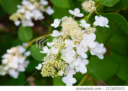 Panicled繡球花的白花 121805031